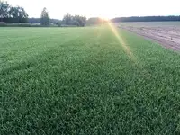 Укладка рулонного газона под ключ, фотография 2