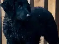 Ховаварт