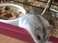 Джунгарские хомячки