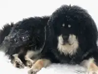Тибетский мастиф - щенки, фотография 12