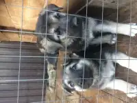 щенки восточно-европейской овчарки