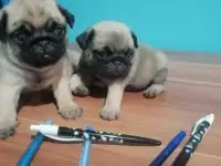 Мопсики