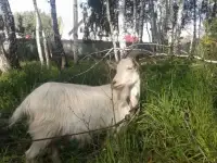 Дойная коза
