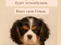 Кавалер кинг чарльз спаниель щенки, фотография 3