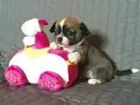 Щенки чихуахуа