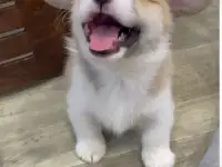 Щенки корги в Иркутске!