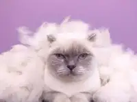 Стрижка собак и кошек. Груминг, фотография 2
