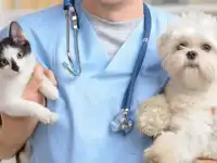 Ветеринарные услуги для кошек и собак