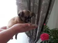 Чихуахуа