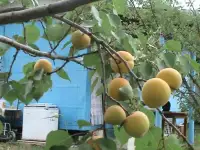 Сад в 