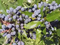 Магония падуболистная - редкий ягодный и декоративный кустарник.