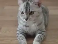 Отдам красавицу кошечку