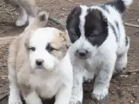 Шикарные щенки алабая
