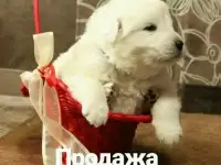 Маремма-абруцкая овчарка