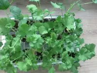 Продам черенки королевских гераней
