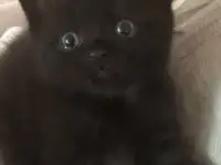 Котята британские, фотография 2
