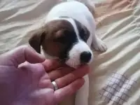 Продам джек рассела щенка