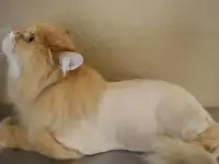 Стрижка кошек, фотография 2