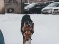 Найдена собака