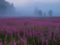 Продам Иван-чай., фотография 5