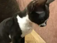 Котята Девон Рекс от титулованных родителе, фотография 2