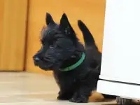 скотч терьер щенки, фотография 3