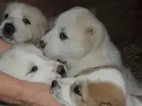 ЩЕНКИ 