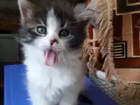 Котенок