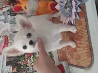 Беленькая девочка чихуахуа