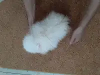 Мини шпицы в Тольятти