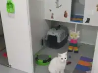 Гостиница для кошек CAT CITY, фотография 4