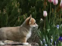 Щенок Вельш Корги Пемброк, фотография 2