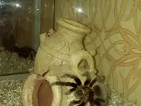 Паук Brachypelma vagans, фотография 3