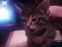котятп, фотография 2