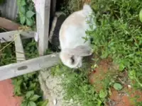 Кролик декоративный, фотография 2