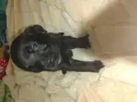Щенки лабрадора