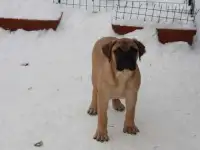 Отличные щенки бульмастифа, фотография 4