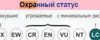 Милый сахарный поссум или белка-летяга. Самка