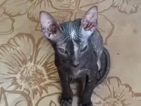 Сфинксы котята, продажа, фотография 3