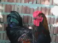 Продам петухов для проведения