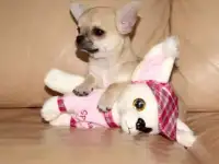 девочка чихуахуа