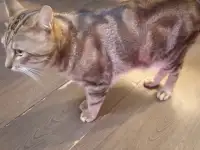 Курильский бобтейл