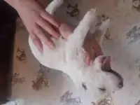 Щенки Алабая