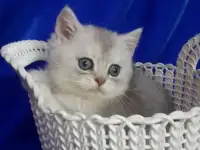 Шотландские котята.