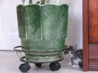 Отдам котят в добрые руки, фотография 2