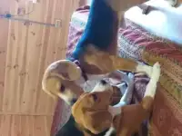 Передержка Биглей, фотография 4