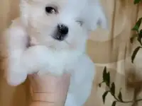 Мини Мальтезе. РКФ. Стандарт., фотография 2