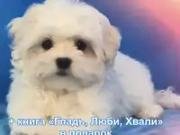 100% породистые, статусные щенки мальтезе из клуба Аэлит., фотография 9