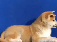 Акита ину щенки, фотография 3