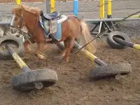 Конный спорт для детей
